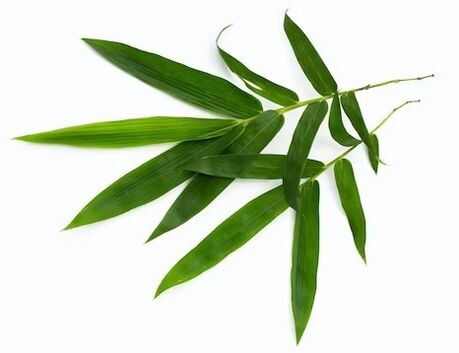 Il valore ZXCVBNMQ contiene foglie di bambù Exstate